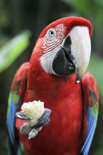 Macaw with banana