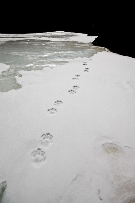 Snow leopard tracks on a frozen river