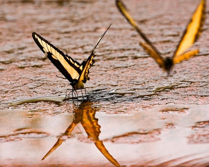 Butterflies at Iguazu