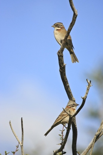 Rufus collared sparrow pair (Zonotrichia capensis)